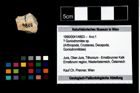 Foto (Objekt + Etikett) von ? Goniodromites sp.  (NHMW-GEO-1990-0041-4803)